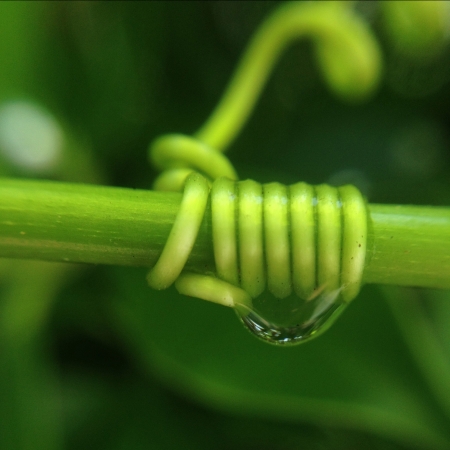Water Droplet on green branchの素材