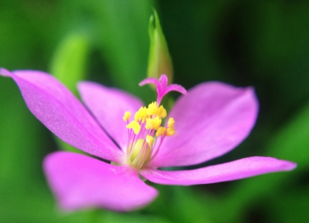 Blossoming Pink Flowerの素材