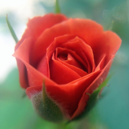 Dreamy Rose Budの素材