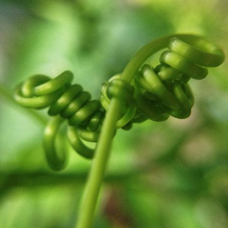 Curly vines macro
