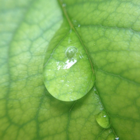 Macro water droplet on leafの素材