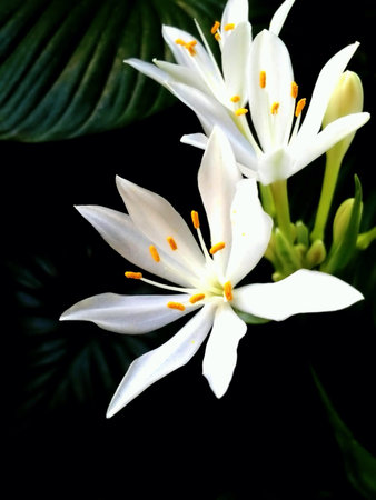 Delicate white flower