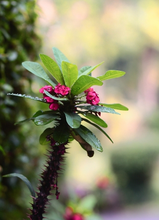 Red Flower in the lovely gardenの写真素材