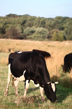 Herbivore Cow is eating the grassの写真素材