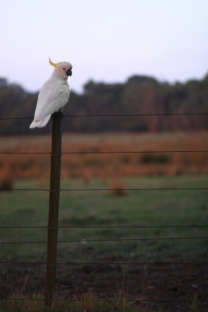 Perch in a Single poleの写真素材