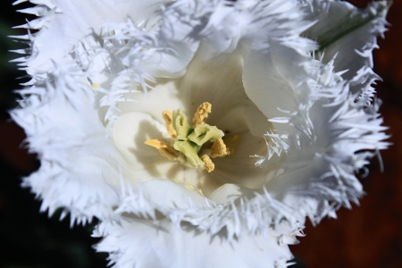 White tulipの写真素材