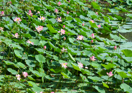 Lotus field in bloomの写真素材
