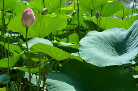 Lotus bud in the leavesの写真素材