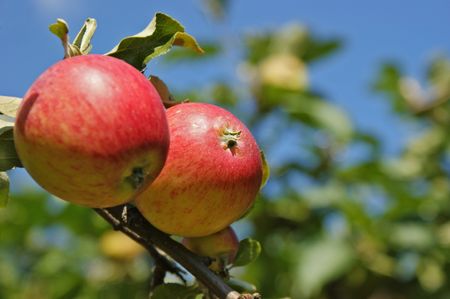 Apple on treeの写真素材