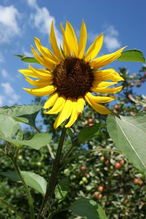 suflowerの写真素材