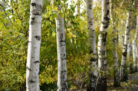Birchの写真素材