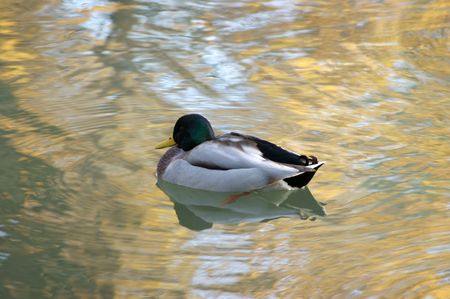 Swimming duckの写真素材