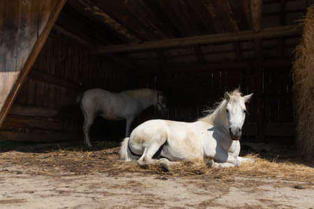 Farm animals in the countrysideの写真素材