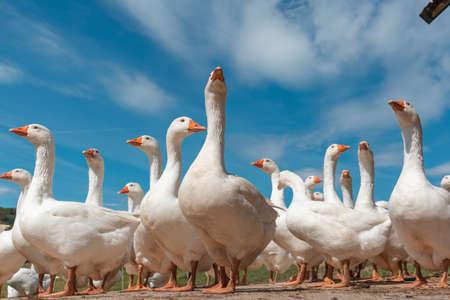 Farm animals in the countrysideの写真素材