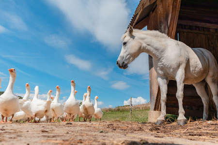 Geese and horse - farm animals in the countrysideの写真素材
