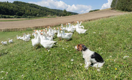 Dog and geese - farm animals in the countrysideの写真素材