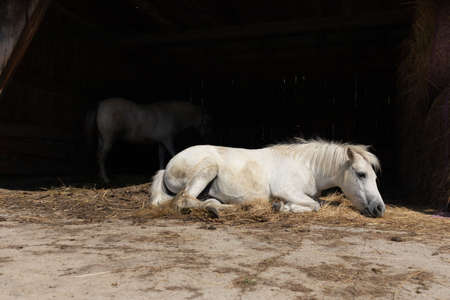 Horses - farm animals in the countrysideの写真素材