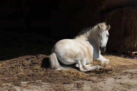 horses - farm animals in the countrysideの写真素材