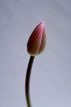 Tulipの写真素材