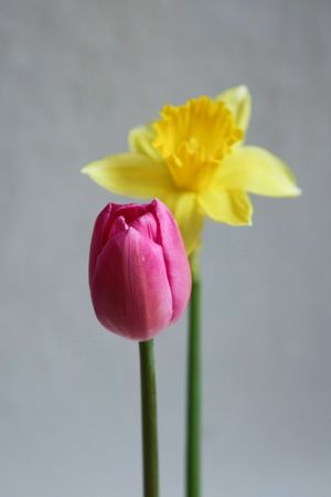 Tulip and daffodilの写真素材