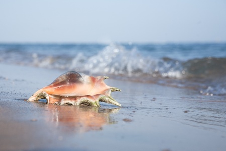 Seashell on the seashore and wavesの写真素材