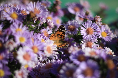 Beautiful butterfly among summer flowersの写真素材