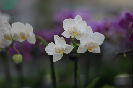Orchid flower in botanical gardenの写真素材