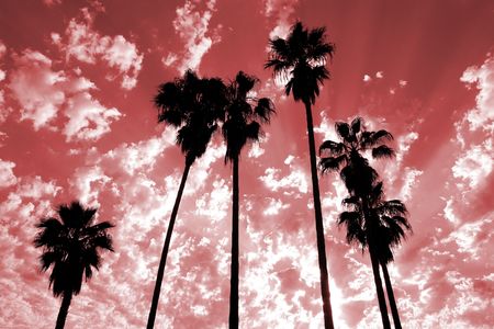 Tall palm trees silhouetted against a dramatic sky.の写真素材