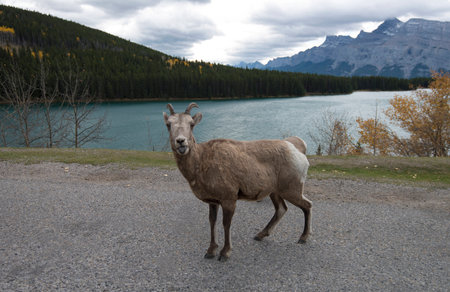 Sheep roam at Two Jack Lake, near Lake Minnewanka and Banff, Alberta, Canada.の写真素材