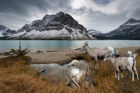 Snow-capped Bow Lake in Alberta Canadaの写真素材