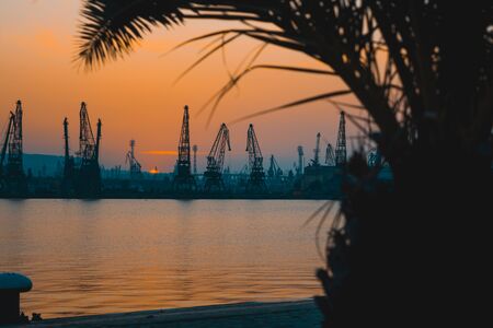 Silhouette palm tree in front of sun setting at the marina.の写真素材