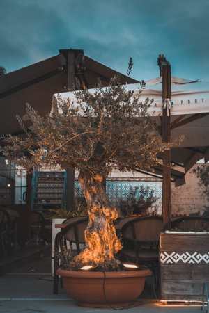 Beautifully lighted exotic tree in front of a restaurant with some clouds for background.