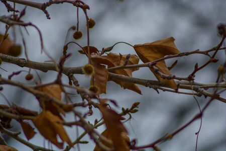 Several withered leaves on a branch in the moody autumn.の写真素材