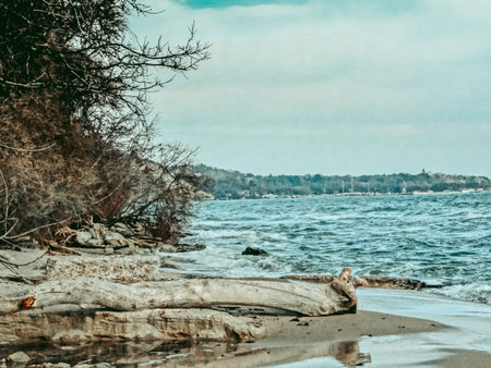 Summer landscape, showing the beauty of the sea combined with bushes and a fallen tree.