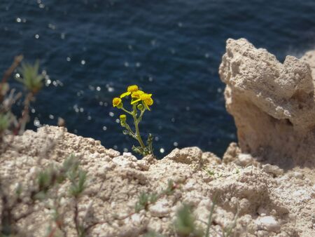 A yellow flower rising from the white rocks in front of the blue sea.の写真素材