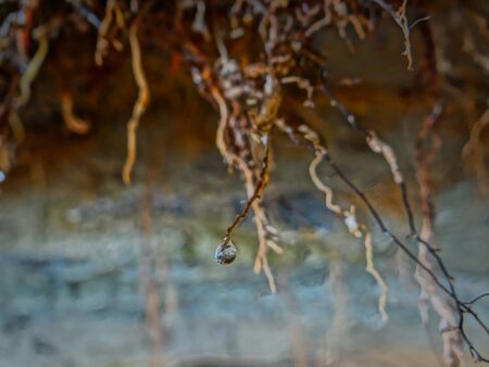 A small drop of water at the tip of a brown root.の写真素材