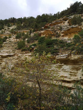 A natural limestone wall on the way to Avakas Gorge, Paphos. The foliage is getting ready for the winter.の写真素材