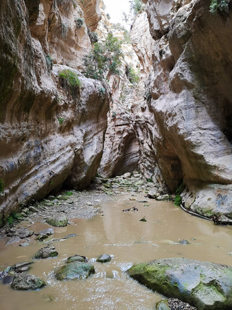 A trail to Avakas Gorge, Cyprus. Unusual shapes of the trees and evergreen bushes make this trail...