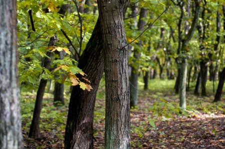 Red oak tree forest in Kampinos National Park, Poland. This park is one out of two national parks in the world which borders with the capital city of the country. Warsaw, Poland.の写真素材