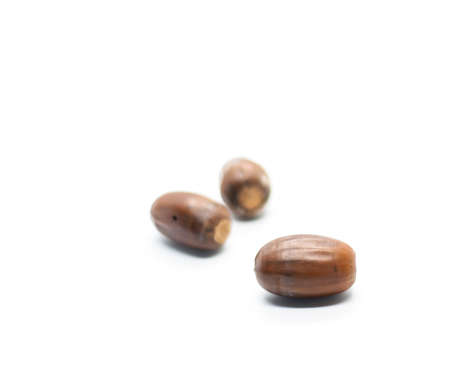 A small group of acorns from a red oak tree. White background, isolated natural tree fruit.の写真素材