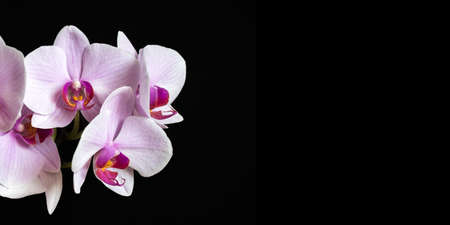 A banner for a website or social media. Pink orchid flower on black background.の写真素材
