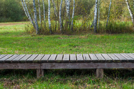 A wooden path in Kampinos National Park. A beautiful autumn evening spent walking in the birch forest.の写真素材