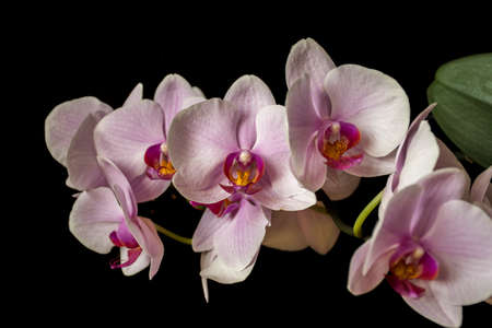 Soft pastel colored Phalaenopsis orchid on black background. Pink blooms, yellow details and a piece of a green leaf.の写真素材