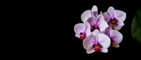 A black banner with an orchid flower for a website or social media. Pink Phalaenopsis from a home garden in bloom.の写真素材