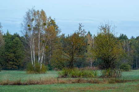 Vivid colors of the autumn in a forest near Warsaw, the capital of Poland.の写真素材