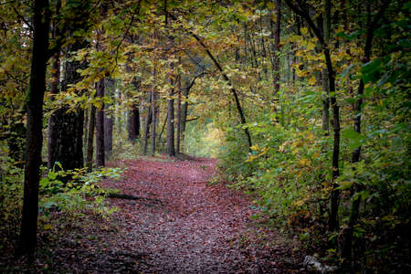 A dark path in a wilderness. The autumnal forest has changed it's colors from bright green to yellow and orange. Warsaw, Poland.の写真素材