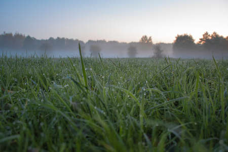 Morning mist, first rays of sun and tiny dew drops on the grass. Selective focus on water drops and shiny spider webs. Kampinos National Park, Warsaw, Poland.の写真素材