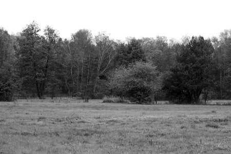 The edge of a forest in black and white. A small meadow near Warsaw, Poland.の写真素材