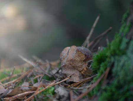 A small mushroom hiding behind an oak leaf. Imleria badia, also known as bay boletus. Kampinos National Park, Warsaw, Poland.の写真素材