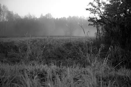 An autumnal field and the forest covered with fog. The details of trees and bushes are blurred due to thick mist rising above the meadow. Black and white landscape of Kampinos National Park.の写真素材